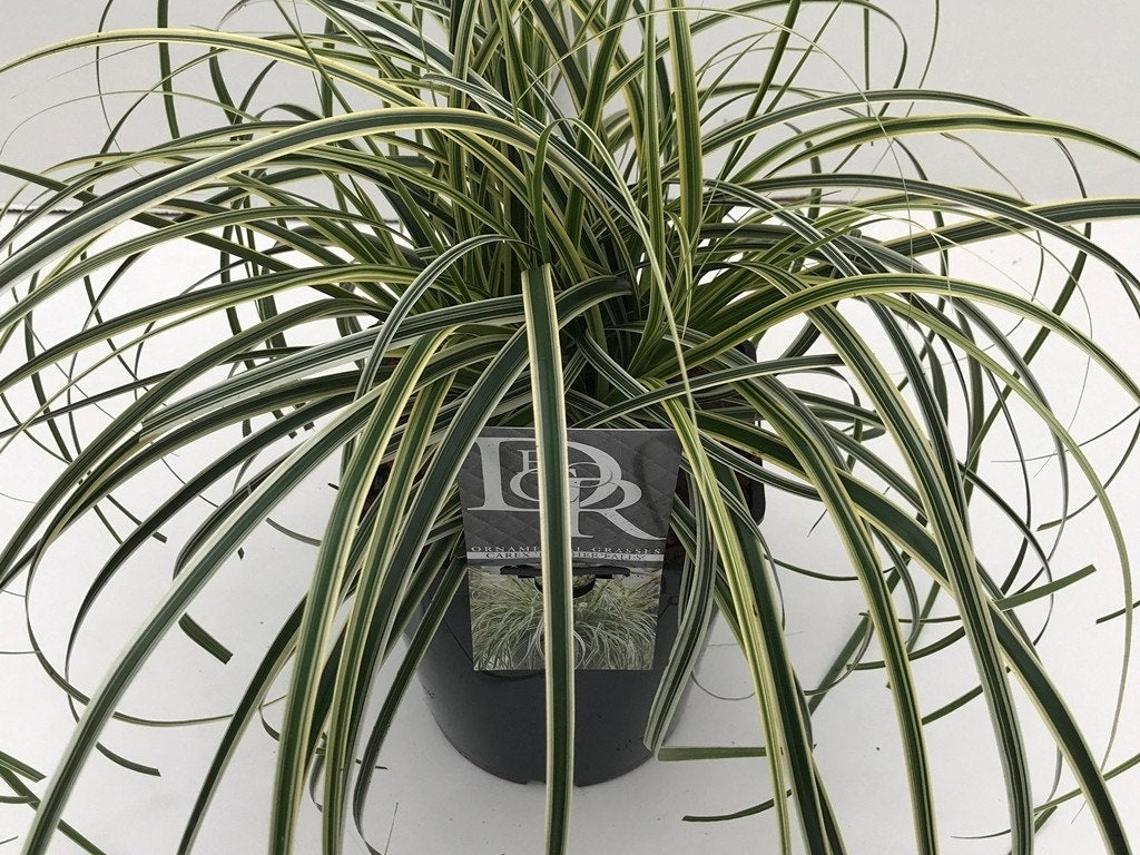  Zegge (Carex 'Feather Falls')