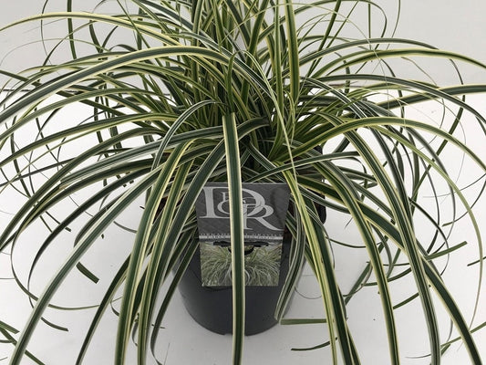  Zegge (Carex 'Feather Falls')