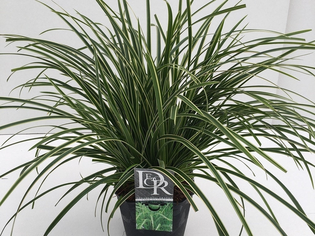  Zegge (Carex Morrowii 'Ice Dance')
