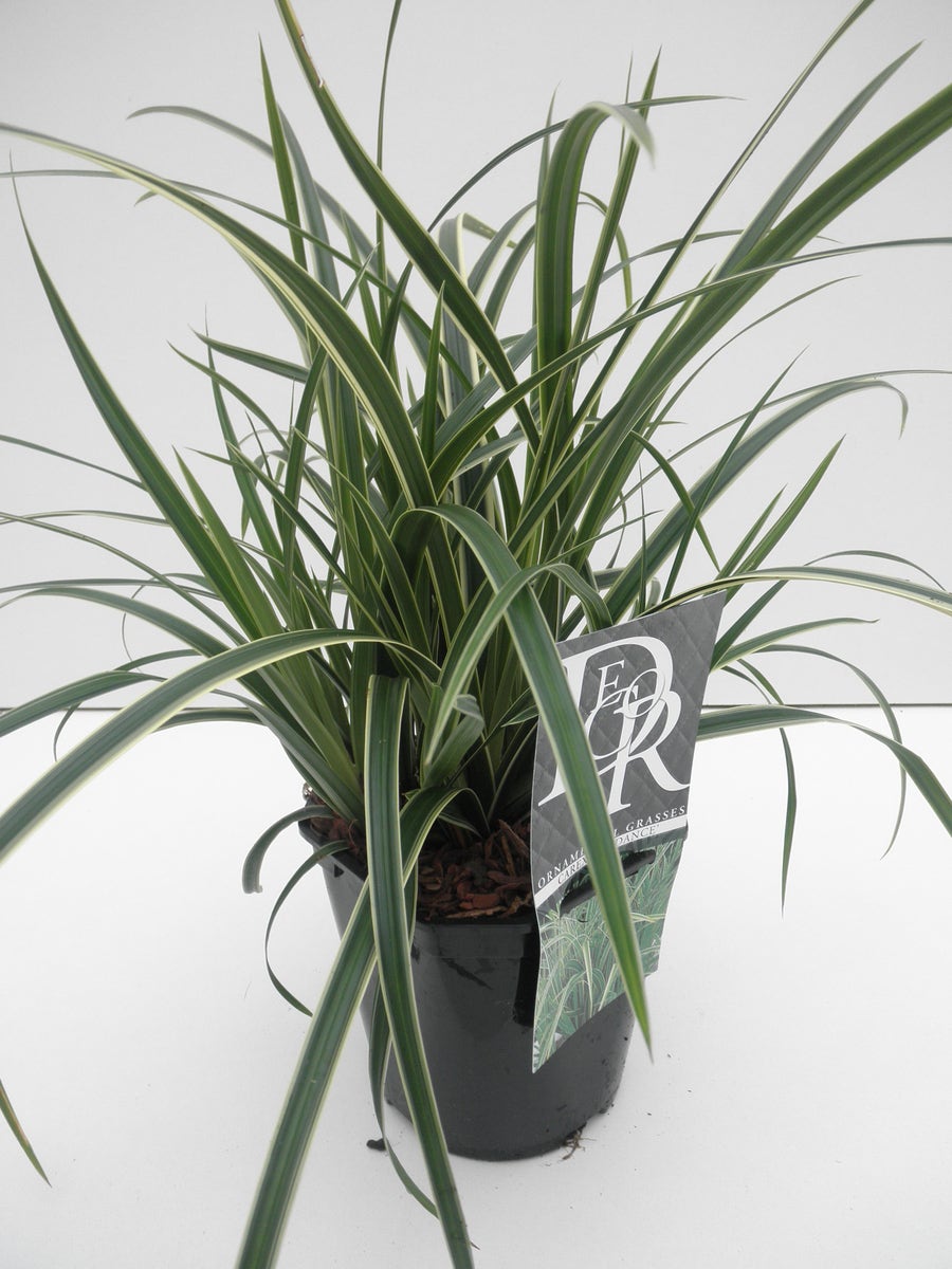  Zegge (Carex Morrowii 'Ice Dance')