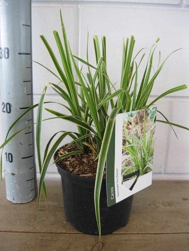  Zegge (Carex Morrowii 'Ice Dance')
