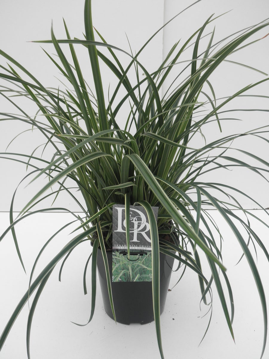  Zegge (Carex Morrowii 'Ice Dance')
