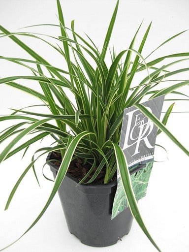  Zegge (Carex Morrowii 'Ice Dance')