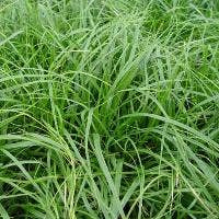  Zegge (Carex Oshimensis 'JS Greenwell)