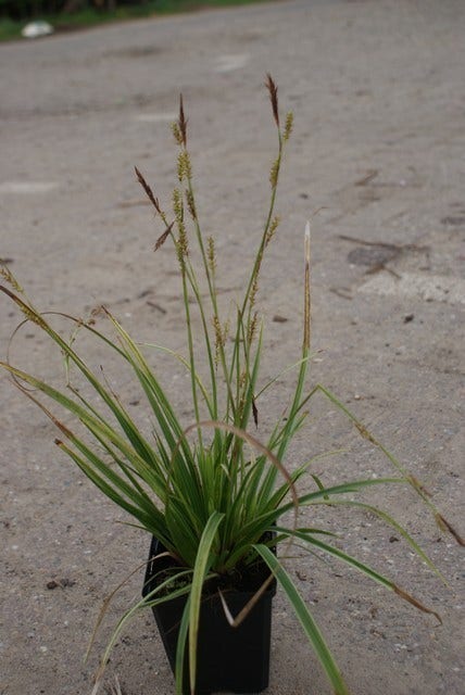  Zegge (Carex Morrowii 'Variegata')