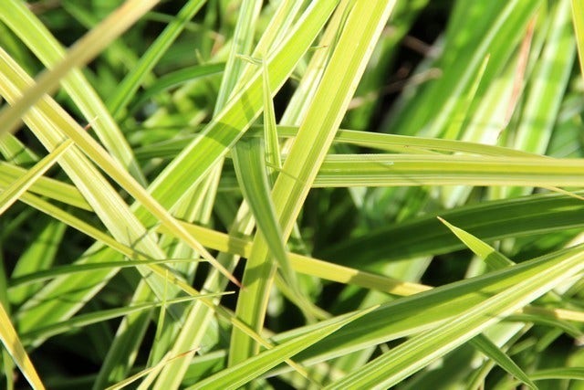  Zegge (Carex Morrowii 'Variegata')