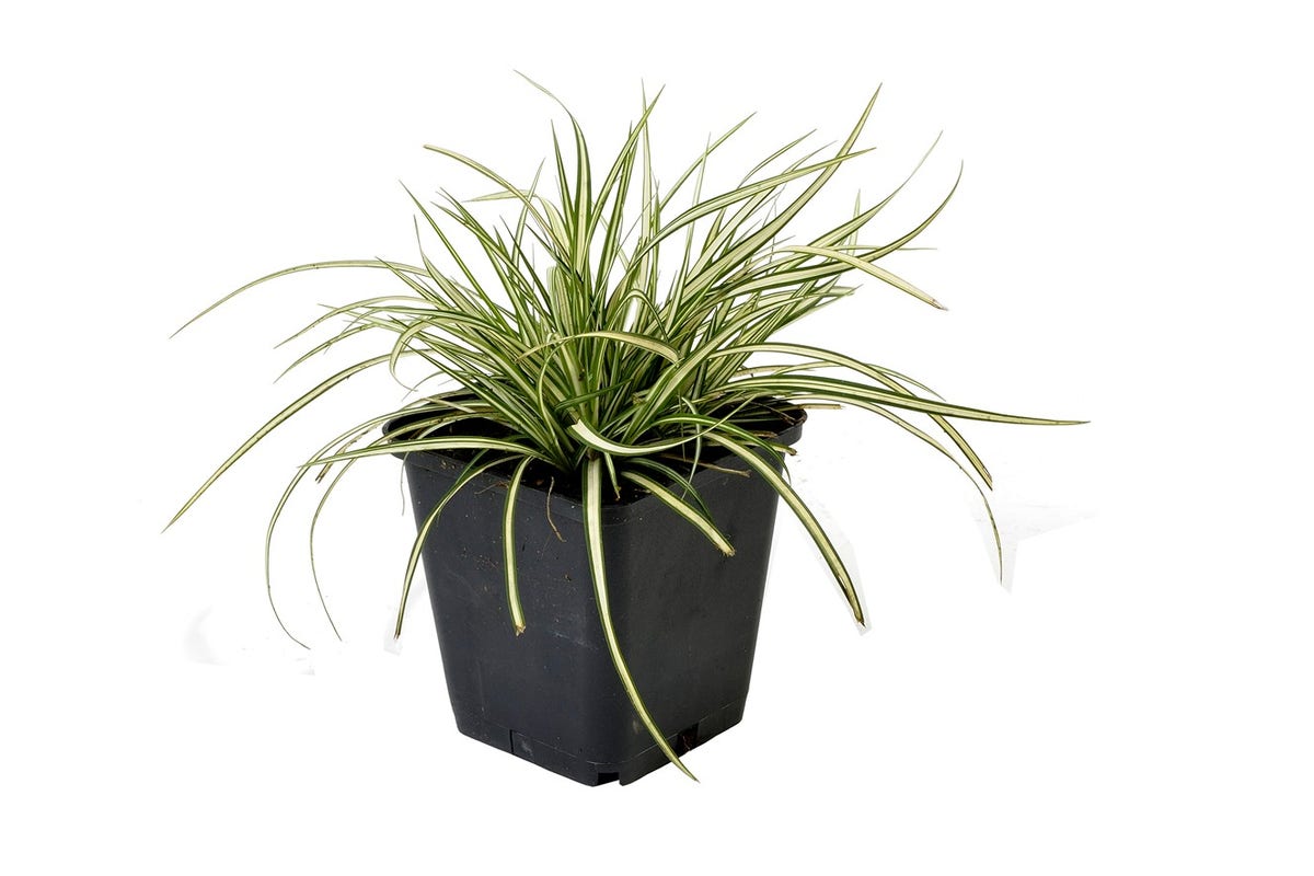  Zegge (Carex Ornithopoda 'Variegata')
