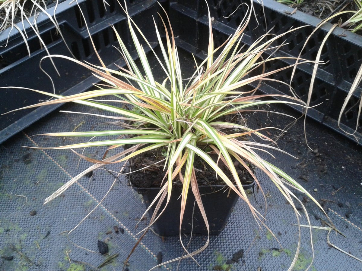  Zegge (Carex Ornithopoda 'Variegata')
