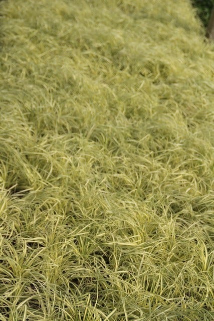  Zegge (Carex Oshimensis 'Evergold')
