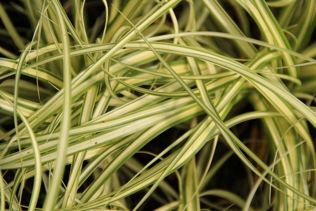  Zegge (Carex Oshimensis 'Evergold')