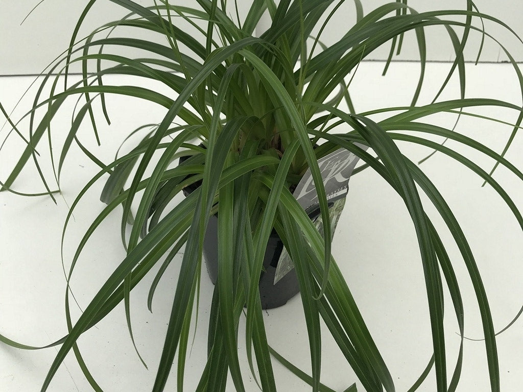  Zegge (Carex 'Ribbon Falls')