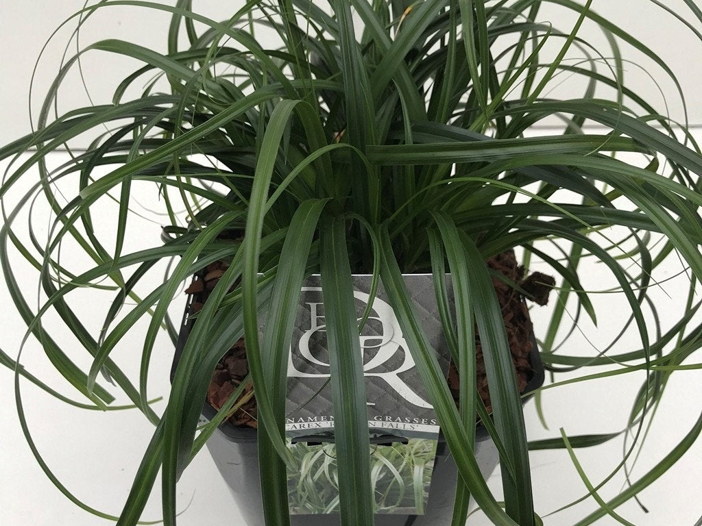  Zegge (Carex 'Ribbon Falls')