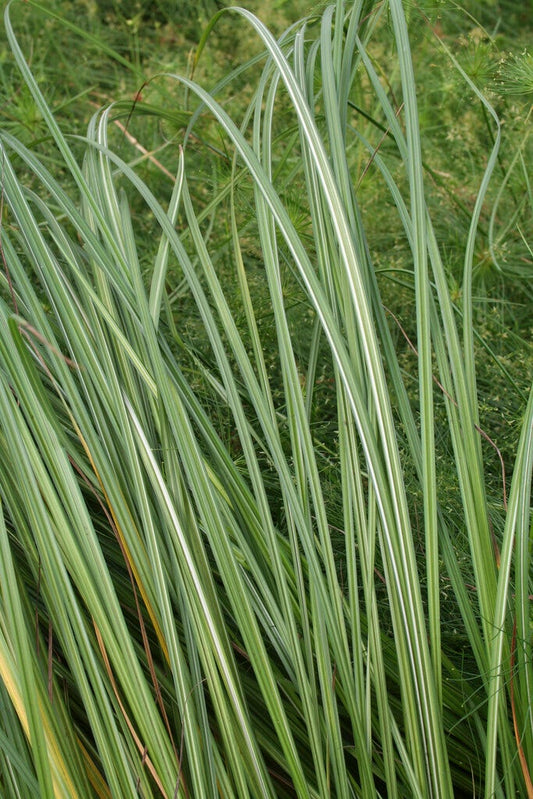  Oeverzegge (Carex Riparia)