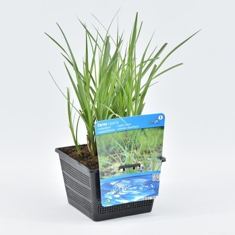  Oeverzegge (Carex Riparia)