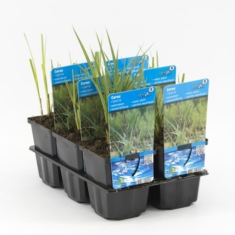  Oeverzegge (Carex Riparia)