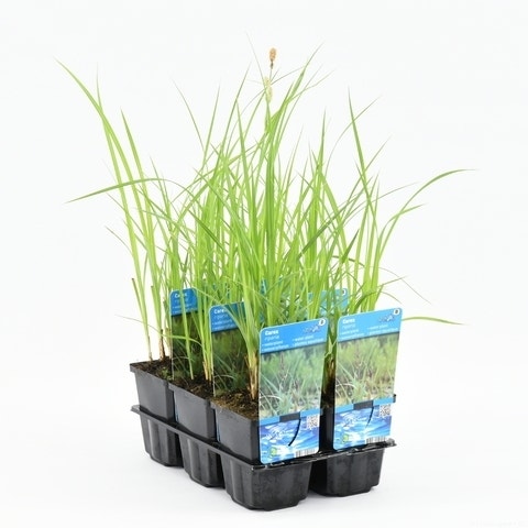  Oeverzegge (Carex Riparia)