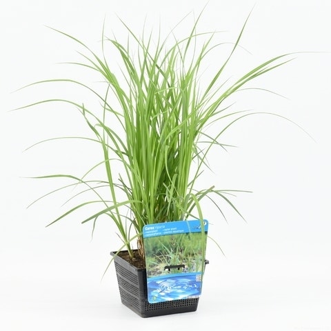  Oeverzegge (Carex Riparia)