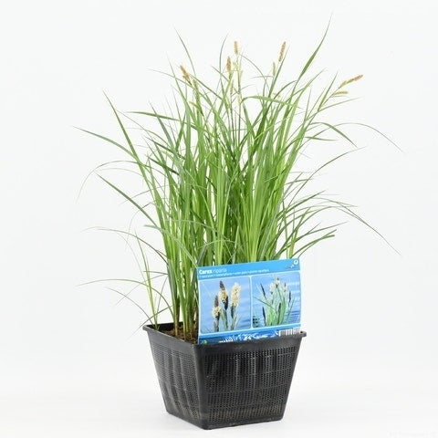  Oeverzegge (Carex Riparia)