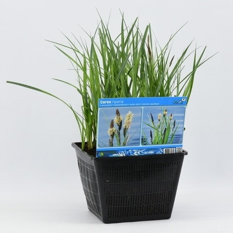  Oeverzegge (Carex Riparia)