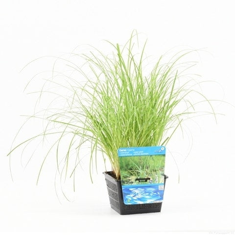  Oeverzegge (Carex Riparia)