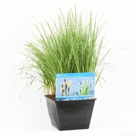  Oeverzegge (Carex Riparia)