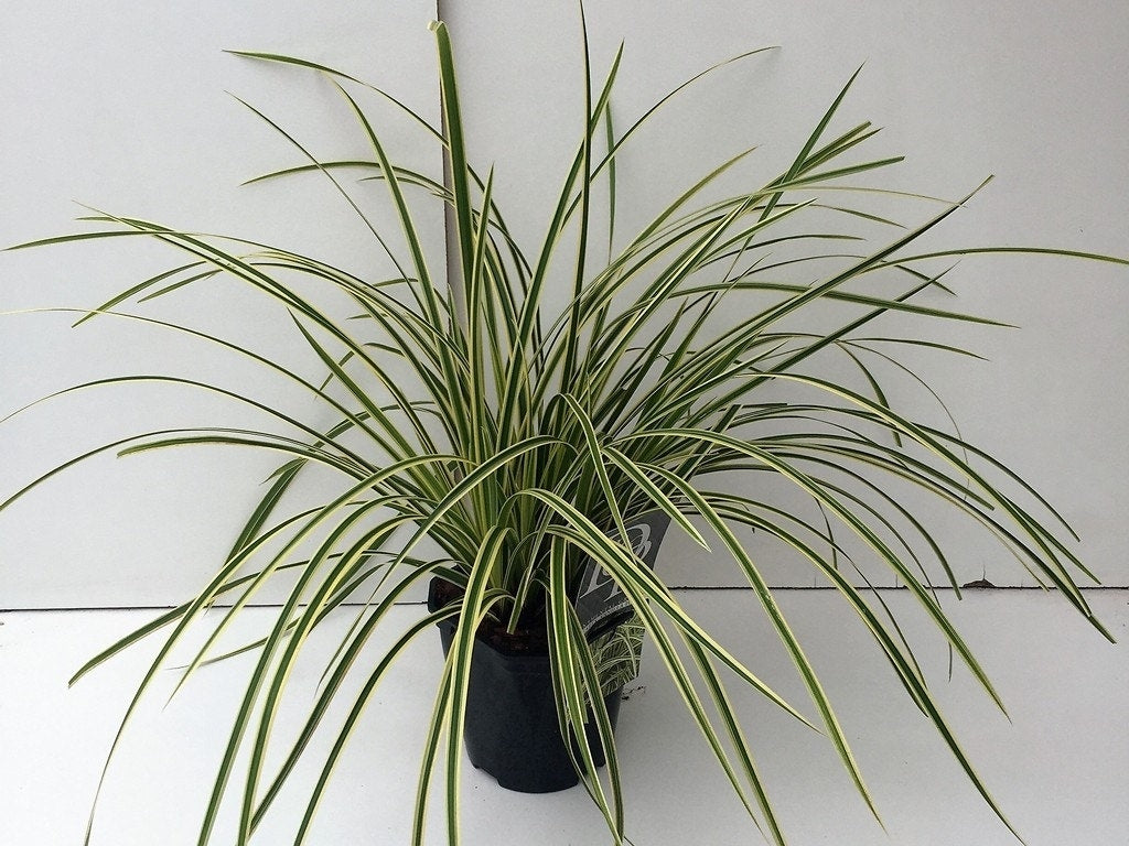  Japanse Zegge (Carex Morrowii 'Vanilla Ice')