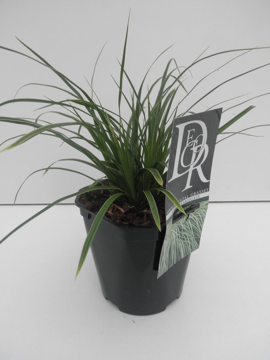  Zegge (Carex Ornithopoda 'Variegata')