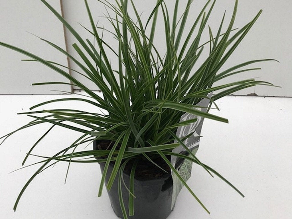  Zegge (Carex Morrowii 'Variegata')