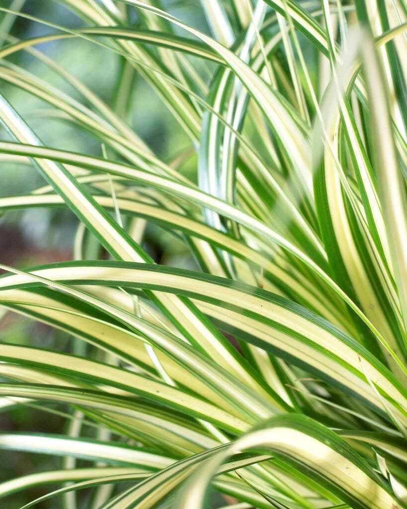  Zegge (Carex Oshimensis 'Evergold')