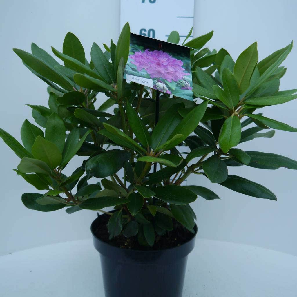  Rhododendron (Rhododendron Catawbiense 'Boursault')