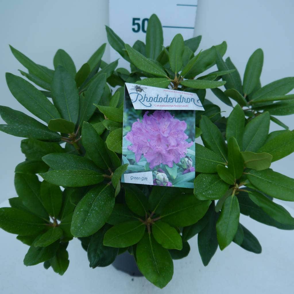  Rhododendron (Rhododendron Catawbiense 'Boursault')