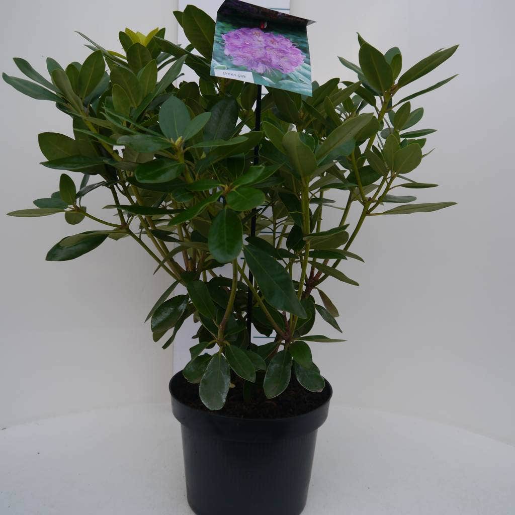  Rhododendron (Rhododendron Catawbiense 'Grandiflorum')