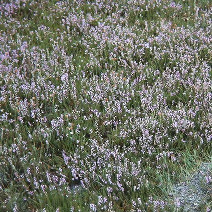  Struikheide (Calluna Vulgaris)