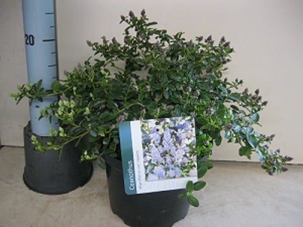  Amerikaanse Sering (Ceanothus Thyrsiflorus 'Repens')