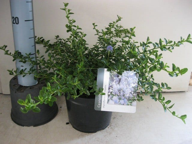  Amerikaanse Sering (Ceanothus Thyrsiflorus 'Repens')