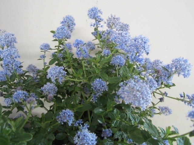  Amerikaanse Sering (Ceanothus Thyrsiflorus 'Repens')
