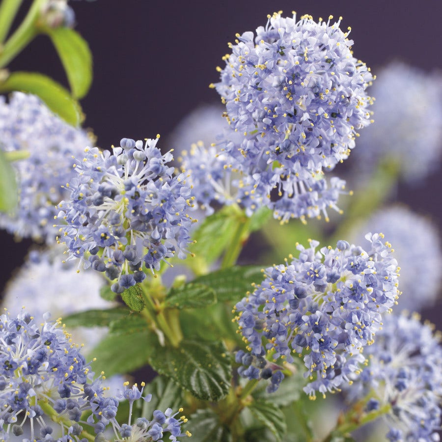  Amerikaanse Sering (Ceanothus Thyrsiflorus 'Repens')