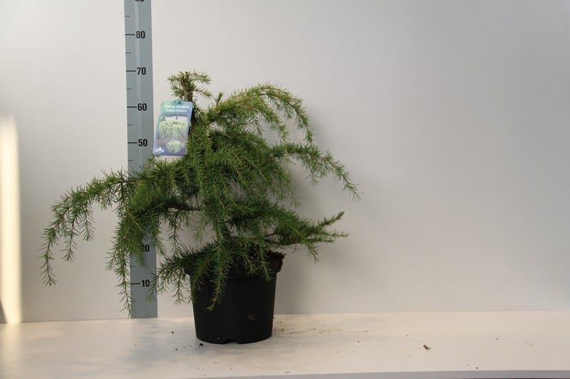  Ceder (Cedrus Deodara 'Golden Horizon')