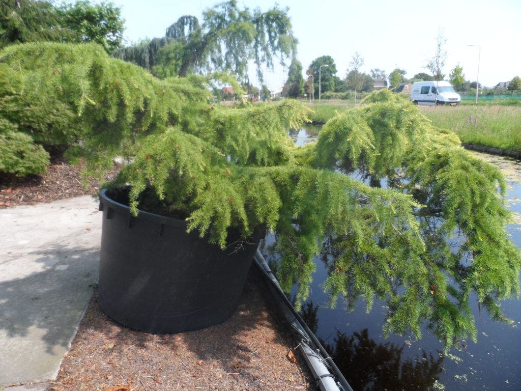  Ceder (Cedrus Deodara 'Golden Horizon')
