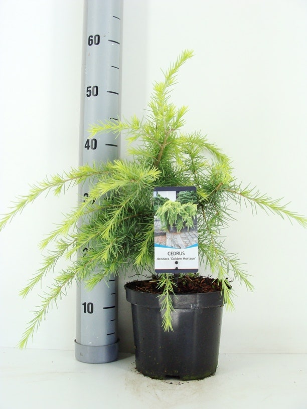  Ceder (Cedrus Deodara 'Golden Horizon')