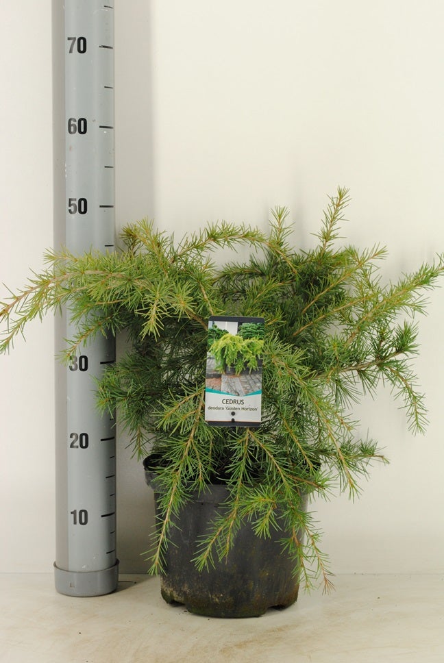  Ceder (Cedrus Deodara 'Golden Horizon')