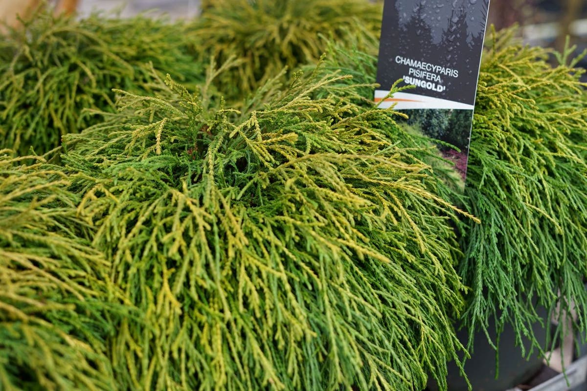  Dwergcypres (Chamaecyparis Pisifera 'Sungold')