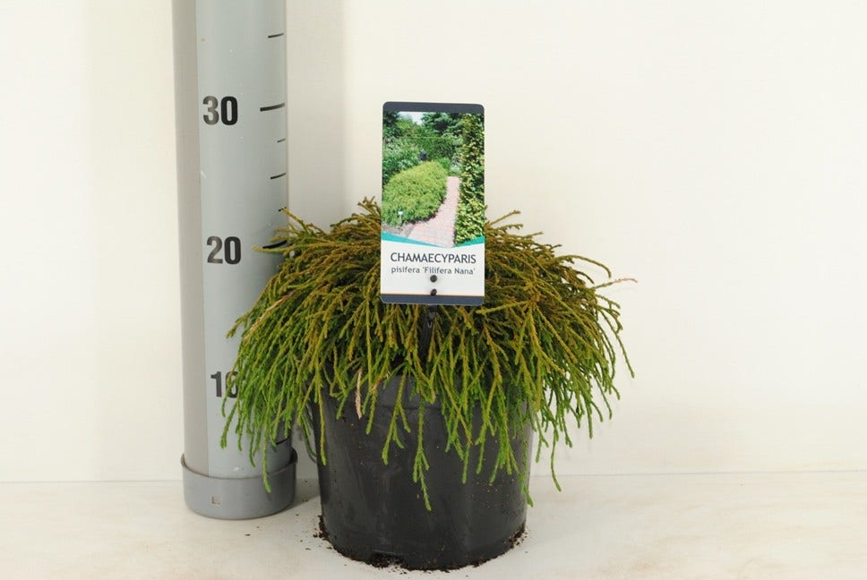  Cypres (Chamaecyparis Pisifera 'Filifera Nana')