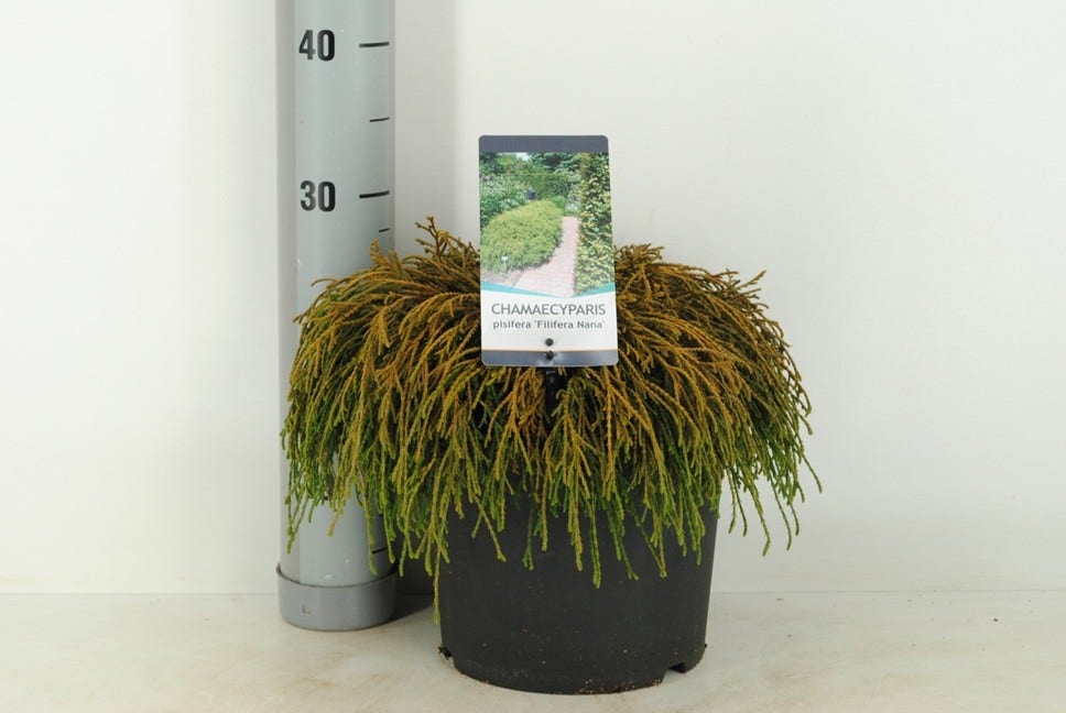  Cypres (Chamaecyparis Pisifera 'Filifera Nana')