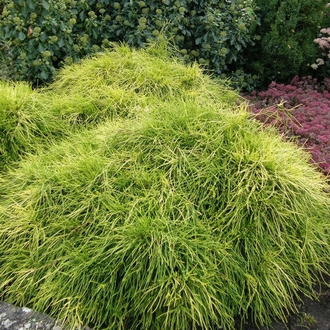  Dwergcypres (Chamaecyparis Pisifera 'Sungold')