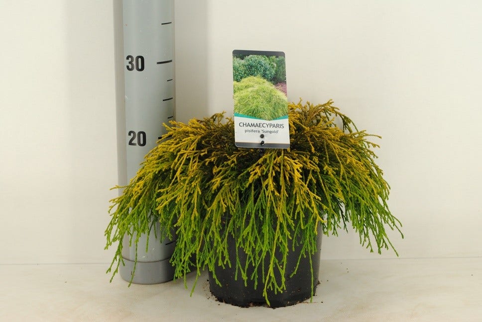  Dwergcypres (Chamaecyparis Pisifera 'Sungold')