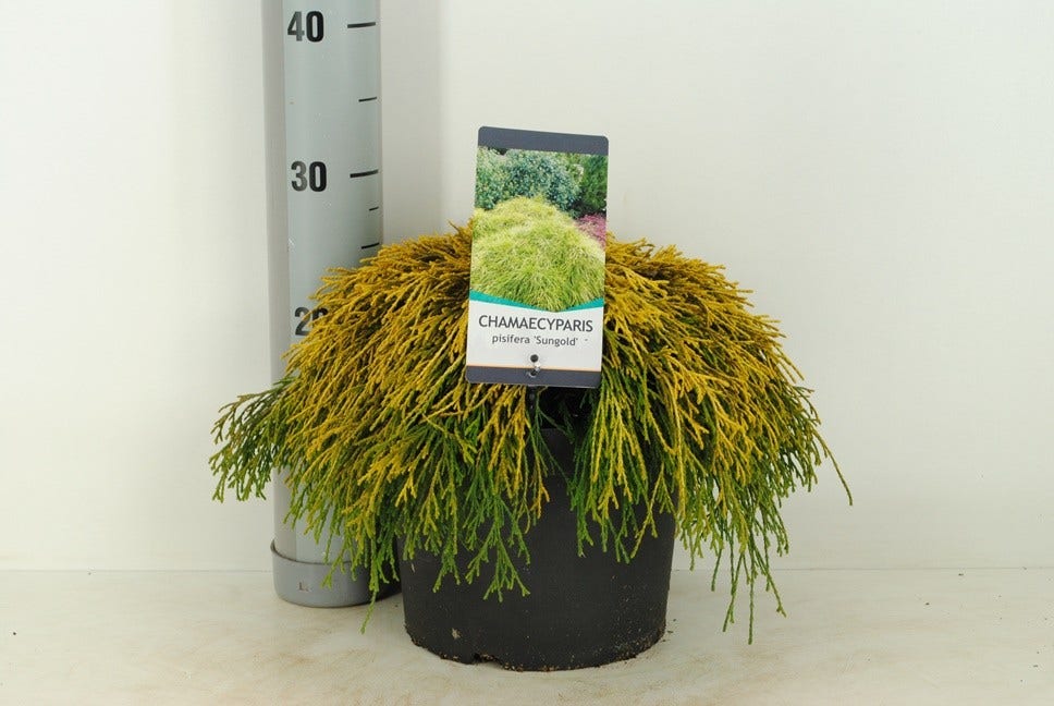  Dwergcypres (Chamaecyparis Pisifera 'Sungold')