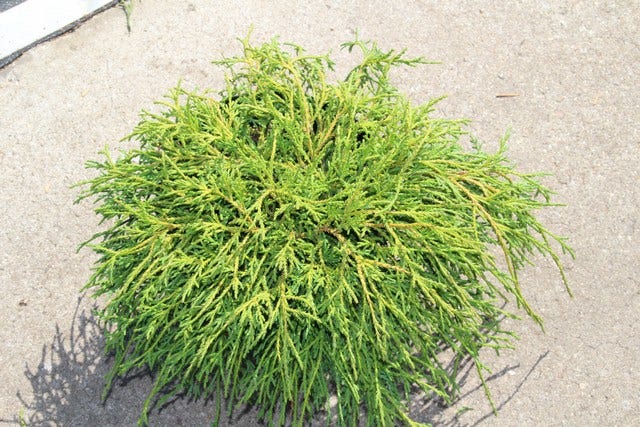  Cypres (Chamaecyparis Pisifera 'Filifera Nana')