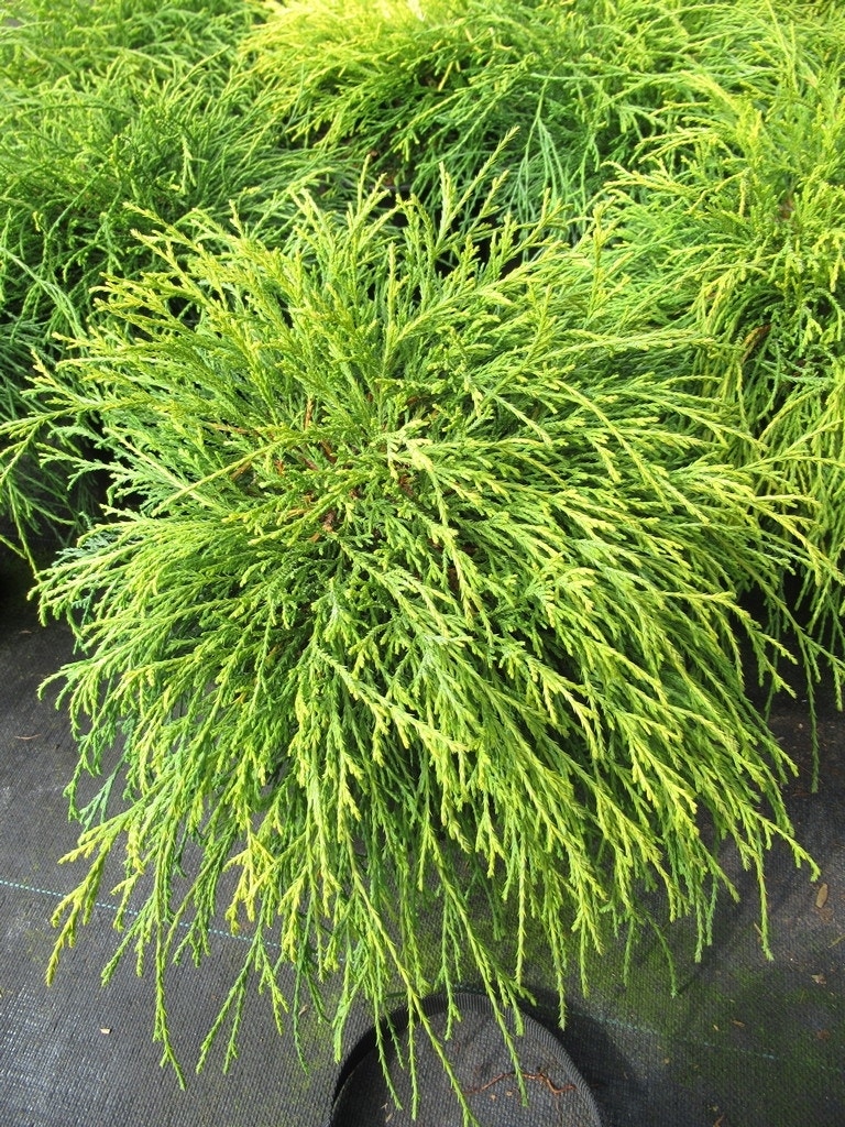  Dwergcypres (Chamaecyparis Pisifera 'Sungold')