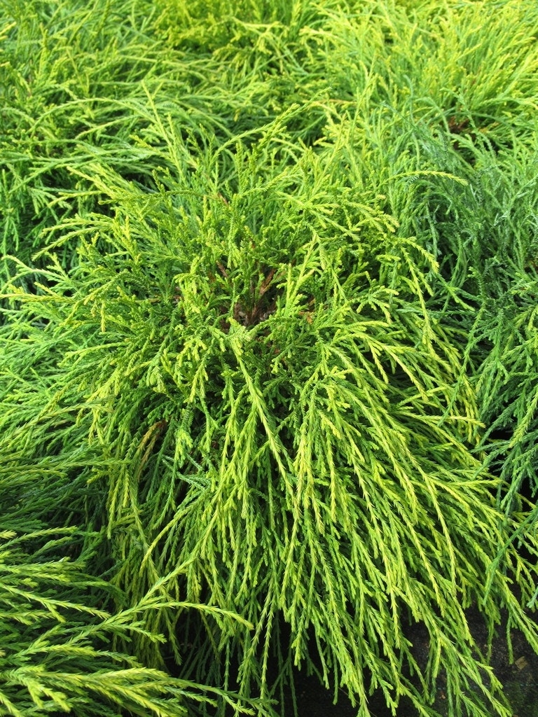  Dwergcypres (Chamaecyparis Pisifera 'Sungold')